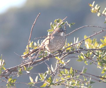 THRASHER, CURVE-BILLED (10 -7-10) pena blanca lake, scc, az -02
