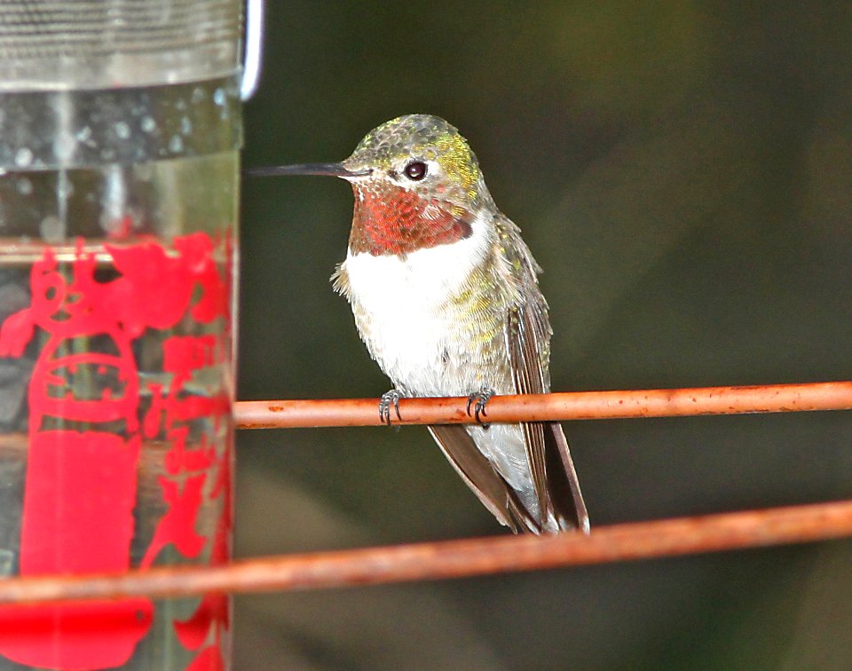 HUMMINGBIRD, BROAD-TAILED (10-3-10) below dam, pat lake state park, scc, az -01