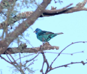 BUNTING, INDIGO (8-23-10) sonoita creek, patagonia, scc, az -01