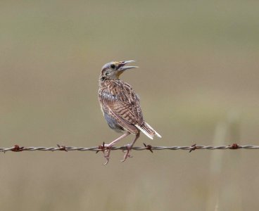 MEADOWLARK, EASTERN (9-12-10) san rafael valley, scc, az -02