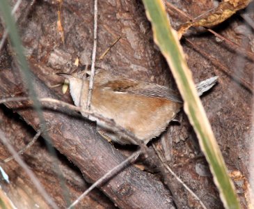 WREN, MARSH (11-24-10) patagonia lake, scc, az -02