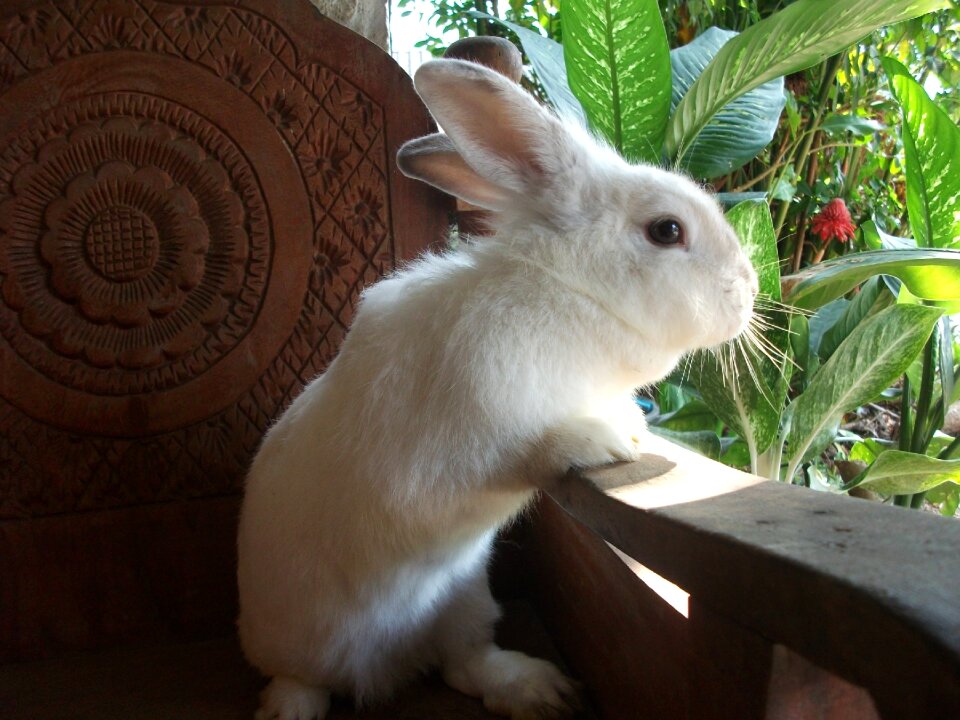 White red eyes white bunny