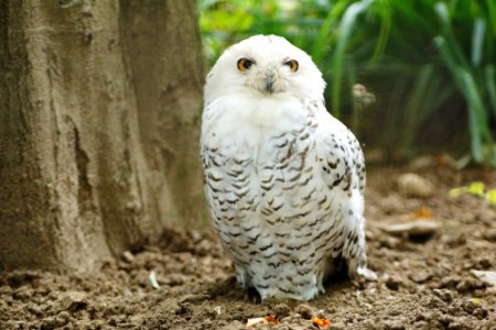 Schielende Eule / Cross-eyed owl