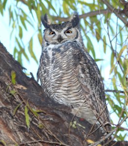 OWL, HORNED (11-26-10) patagonia lake, scc, az -01