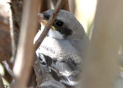 SHRIKE, LOGGERHEAD (4-24-10) young, two days later, carrizo plain nat mon -01