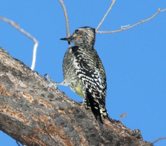 SAPSUCKER, YELLOW-BELLIED (11-17-10) juv, blue haven rd, patagonia, scc, az -15
