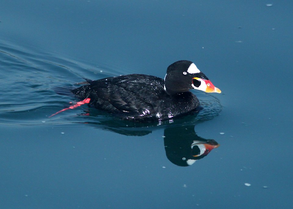 SCOTER, SURF (3-23-10) morro bay, ca -11