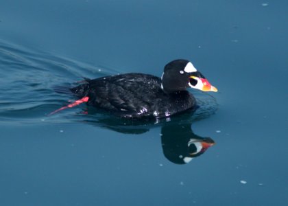 SCOTER, SURF (3-23-10) morro bay, ca -11 photo