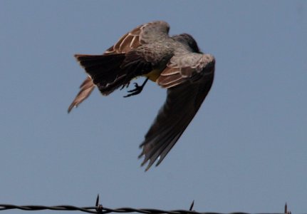 KINGBIRD, CASSIN'S (5-5-10) saucito ranch, carrizo plain nat mon, slo co, ca -07