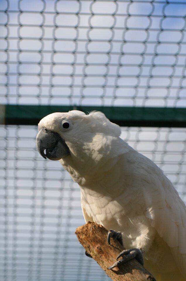 Cockatoo parrot zoo