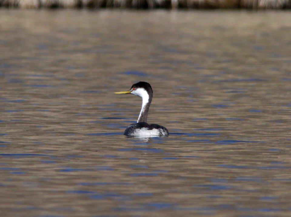 GREBE, WESTERN (12-6-01) patagonia lake, scc, az -01