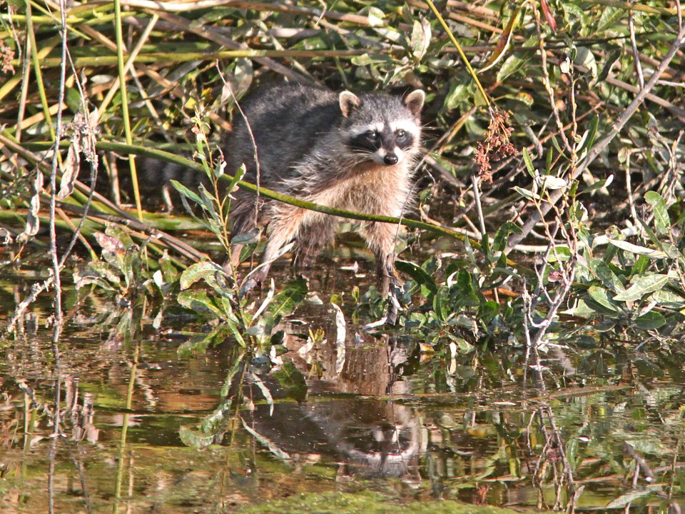 RACCOON (procyon lotor) (10-7-09) oso flaco, slo co, ca -02