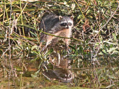RACCOON (procyon lotor) (10-7-09) oso flaco, slo co, ca -02