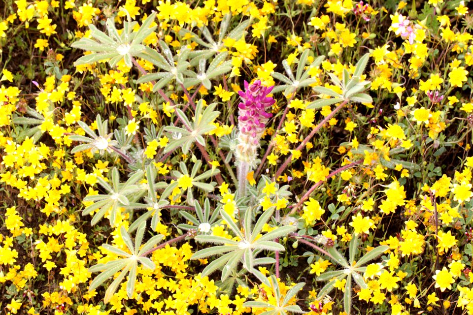 LUPINE, DOUGLAS'S (lupinus nanus) (4-22-10) carrizo plain nat mon -01