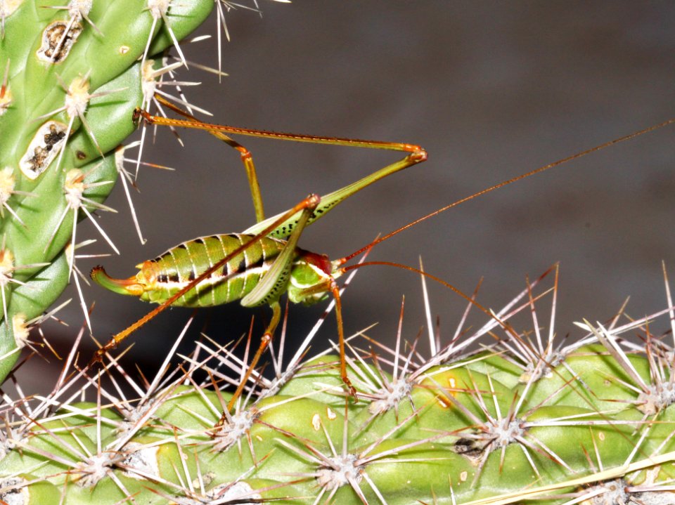KATYDID, sp (9-5-10) yard, west of patagonia, scc, az -02