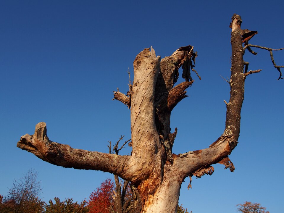 Tribe weathered nature