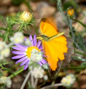 ORANGE, SLEEPY (Abaeis nicippe) (8-19-10) gila mts, nm -03