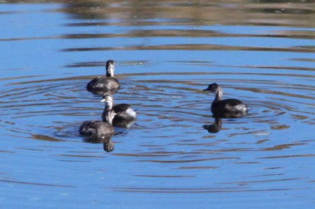GREBE, LEAST (11-2-10) immature, pena blanca lake, scc, az -07