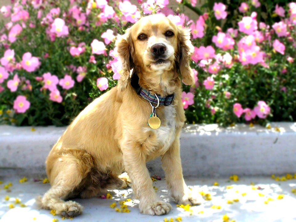 Pet portrait sitting