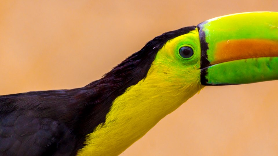 Keel Billed Toucan photo