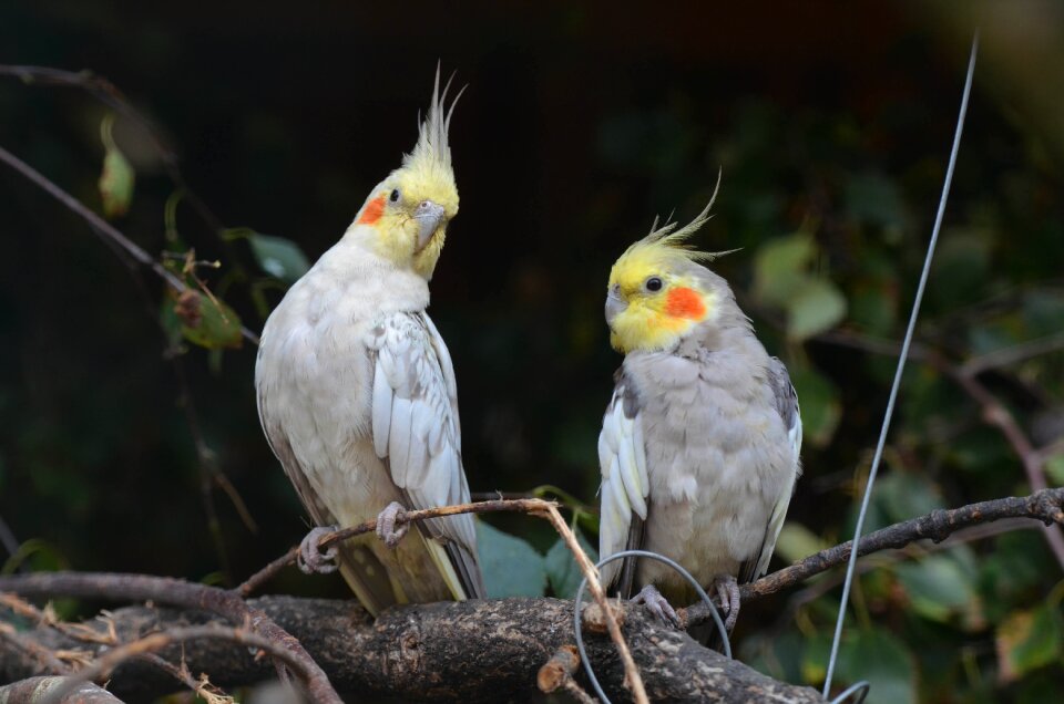 Birds zoo grey