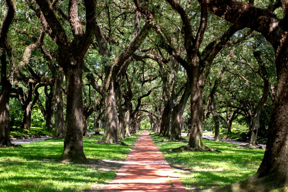 tree canopy in Boulevard Oaks neighborhood, Houston