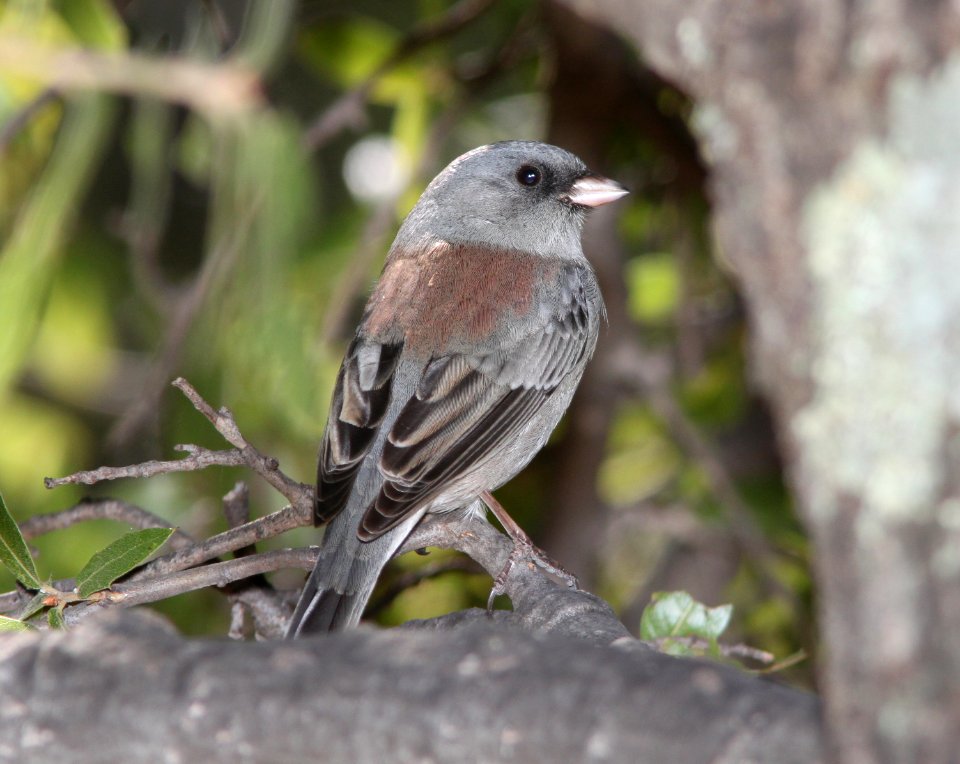 JUNCO, DARK-EYED, gray-headed form? (10-30-10) humboldt cyn, patagonia hills, scc, az -04