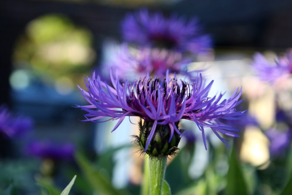 Purple flower nature summer