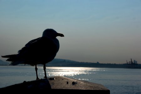 Seagul at Brockton Point Lighthouse, Stanley Park, Vancouver photo