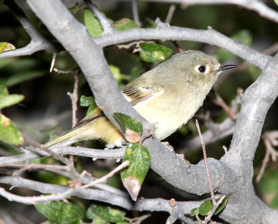 KINGLET, RUBY-CROWNED (11-3-10) west end, patagonia lake, scc.az -02