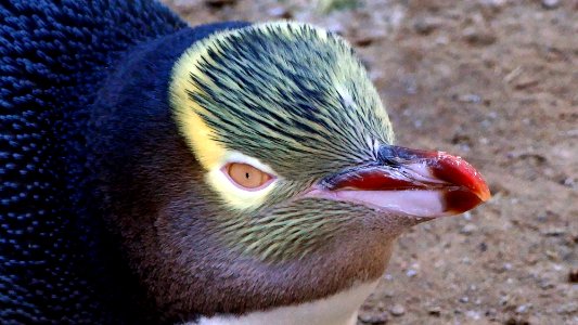 Yellow-eyed penguin (Megadyptes antipodes) photo