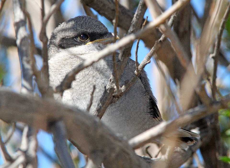 SHRIKE, LOGGERHEAD (5-1-10) carrizo plain nat mon , slo co, ca -03