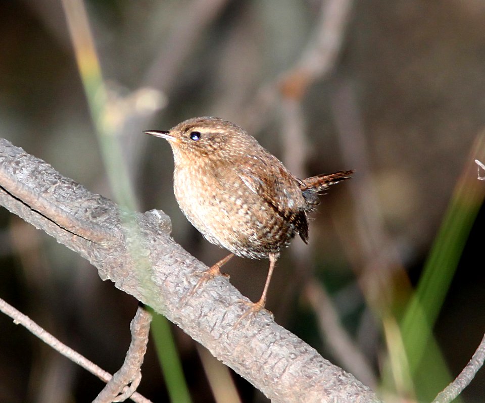 WREN, WINTER (10-30-10) humboldt cyn, patagonia hills, scc, az -01