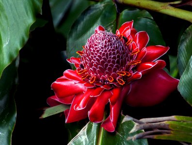 Red Torch ginger flower. photo