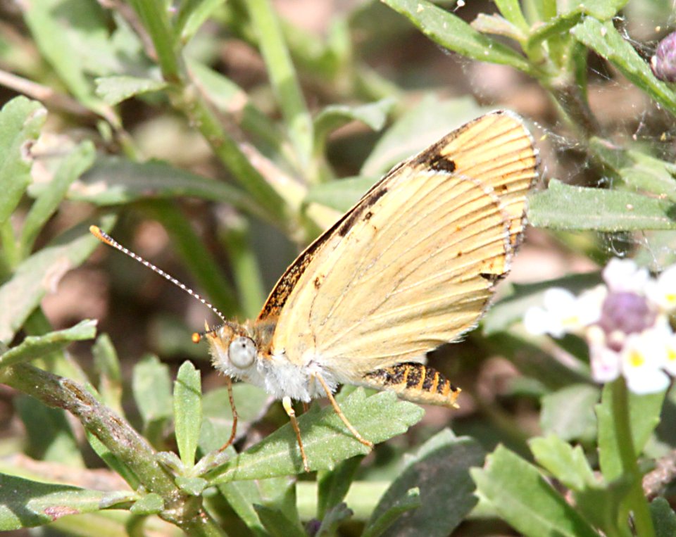 CRESCENT, PAINTED (Phcoides picta) (9-9-10) whitewater draw widlife area, az -03
