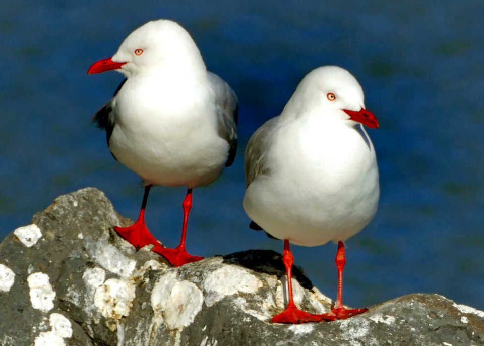 Red-billed gulls.(Larus novaehollandiae)