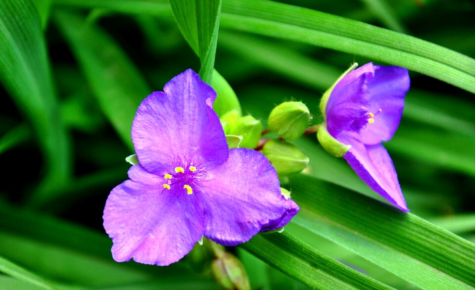Meadow flower blue flower summer