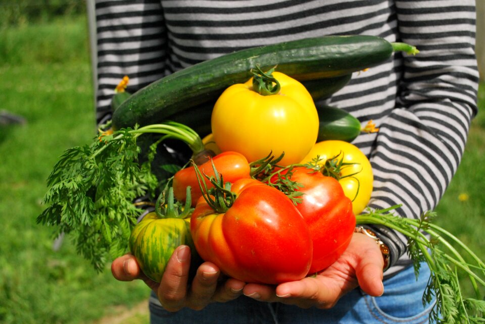 Vegetables gardener vegetable garden