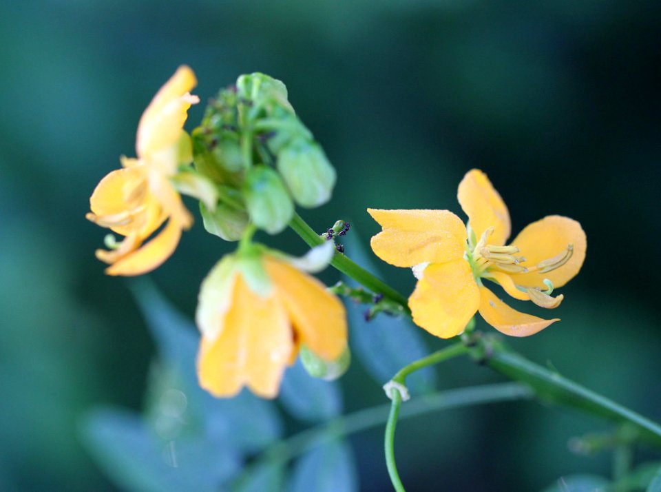 SENNA, SLIM-POD (Cassia leptocarpa) (8-28-10) blue haven rd, patagonia, scc, az -01