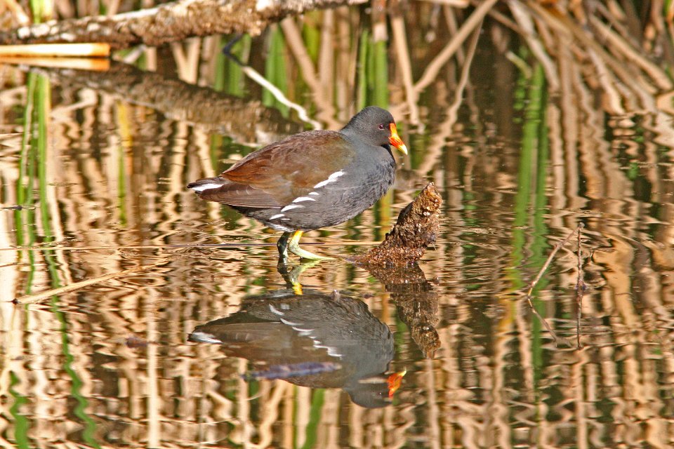 MOORHEN, COMMON (3-5-08) patagonia lake state park, az -02