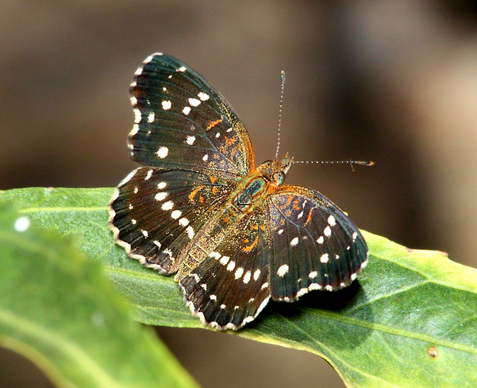 CRESCENT, TEXAN (Anthanassa texana) (8-27-12) pat lake state park, scc, az -01