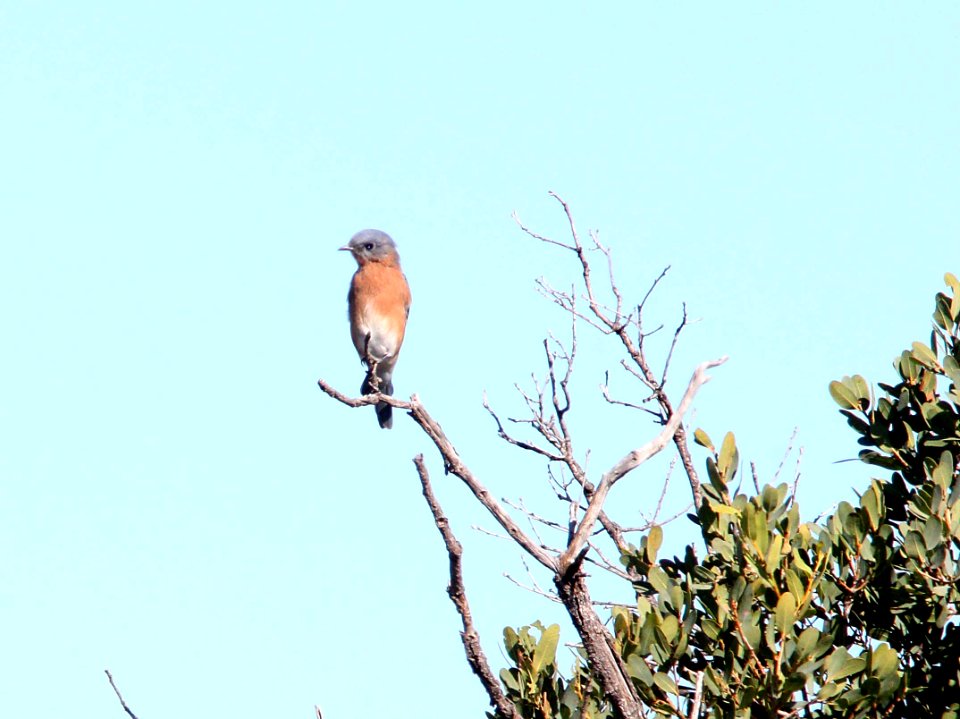 BLUEBIRD, EASTERN (10-10-10) san rafael grasslands, scc, az -01