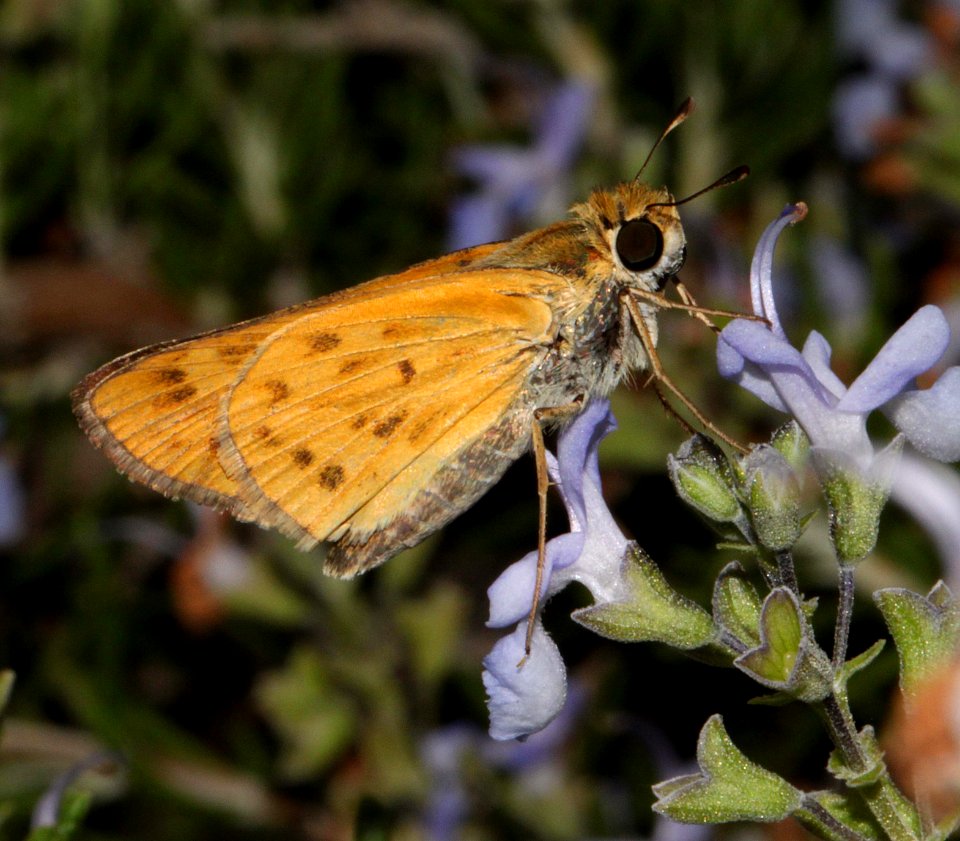 SKIPPER, FIERY (Hylephila phyleus) (8-20-12) patagonia, scc, az -02