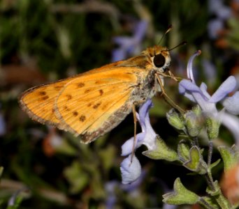 SKIPPER, FIERY (Hylephila phyleus) (8-20-12) patagonia, scc, az -02