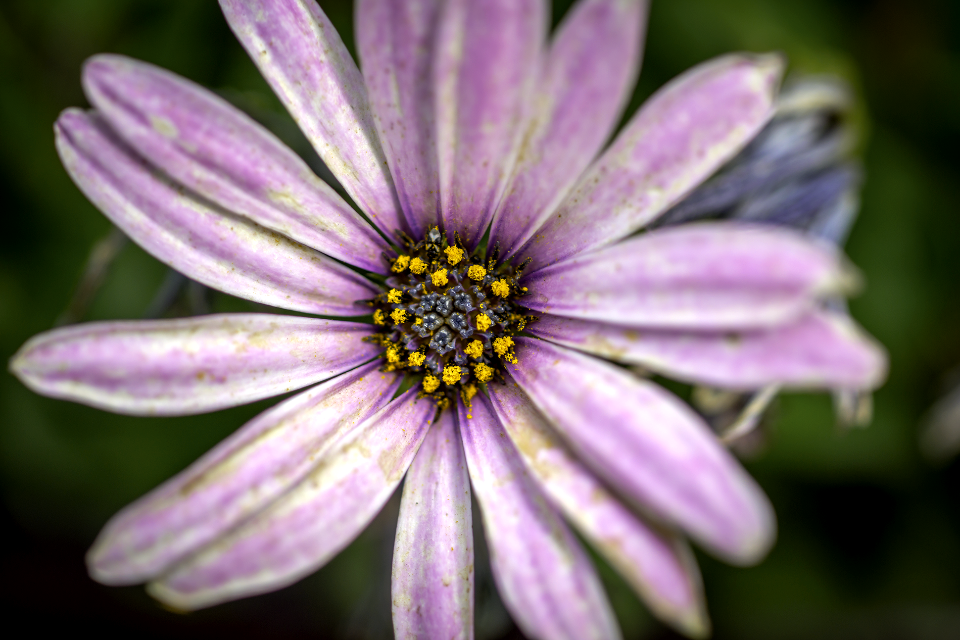 Flower Purple Macro photo