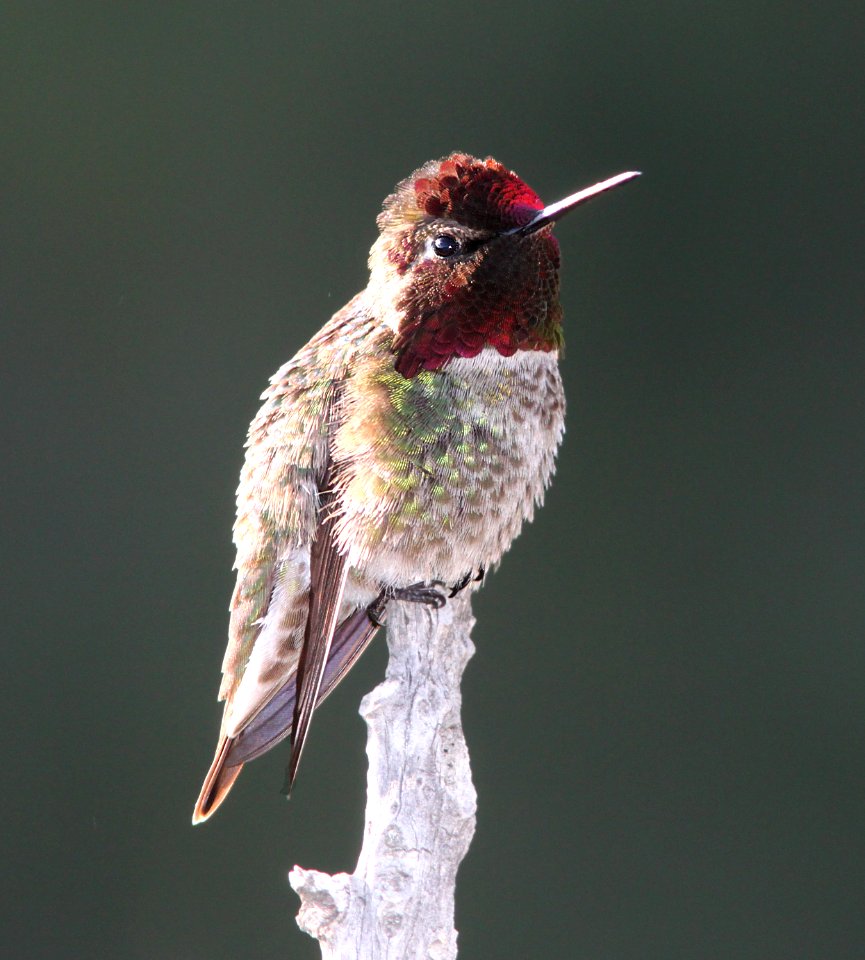 HUMMINGBIRD, ANNA'S (4-24-10) carrizo plain nat mon, slo co, ca -01