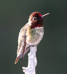 HUMMINGBIRD, ANNA'S (4-24-10) carrizo plain nat mon, slo co, ca -01
