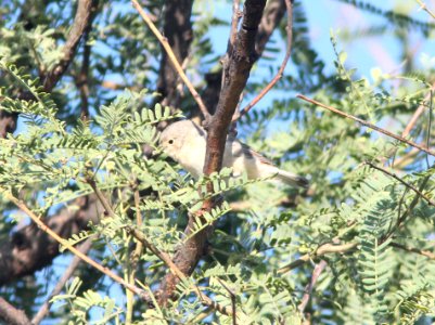 WARBLER, LUCY'S (8-28-10) blue haven rd, patagonia, scc, az -03