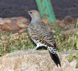 FLICKER, GILDED (10-28-10) male, kino springs, scc, az -04