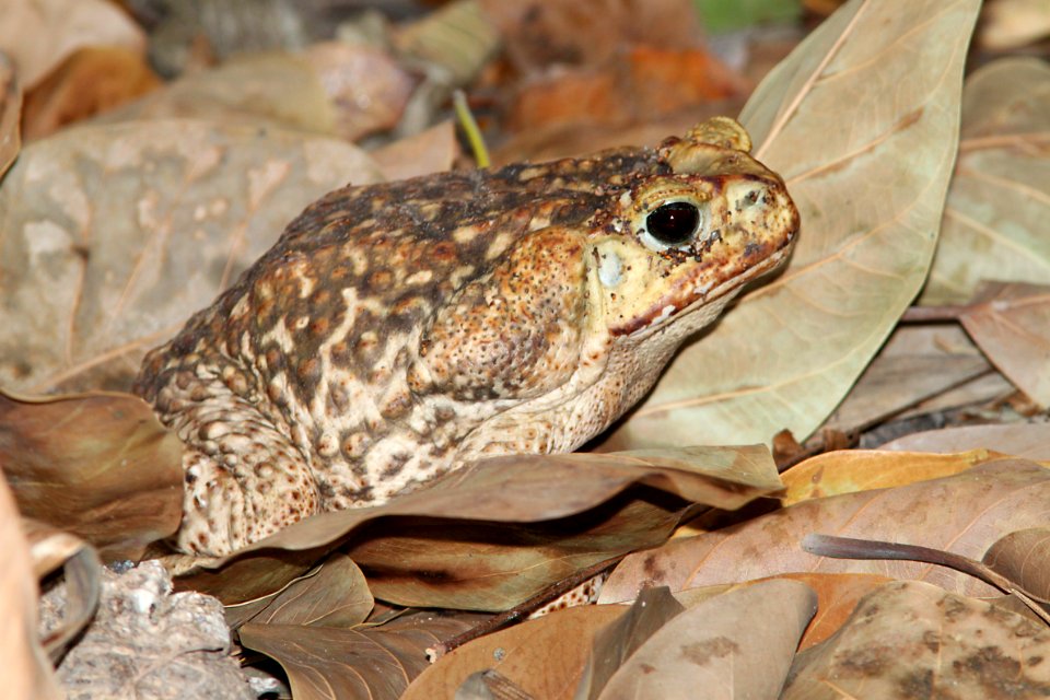 TOAD, GIANT (Bufo marinus) (2-1-10) estero llano grande, weslaco, tx -02